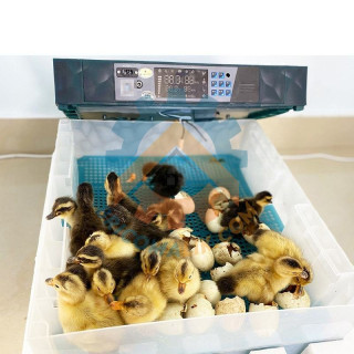 Couveuse automatique 130 œufs